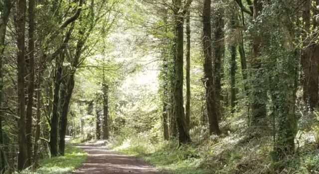 Nature As Healer