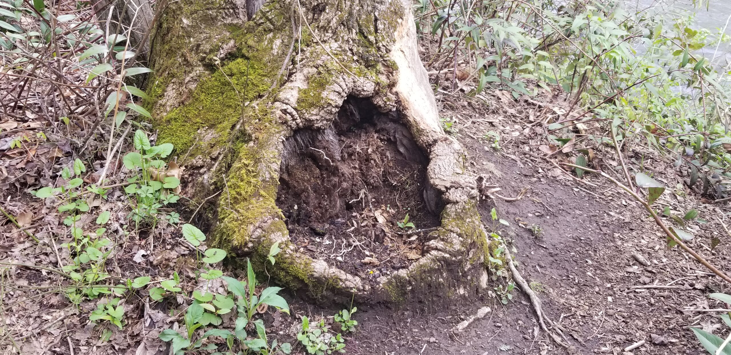 Appalachian Magic: Stump Water
